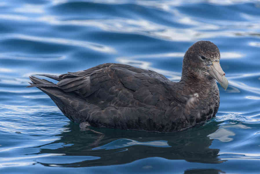 Albatros Patinegro - islas Georgias del Sur.jpg